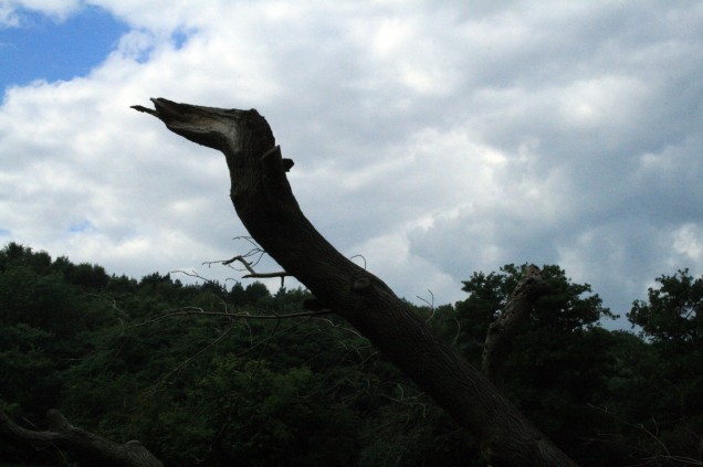 Tree Snake Silhouette